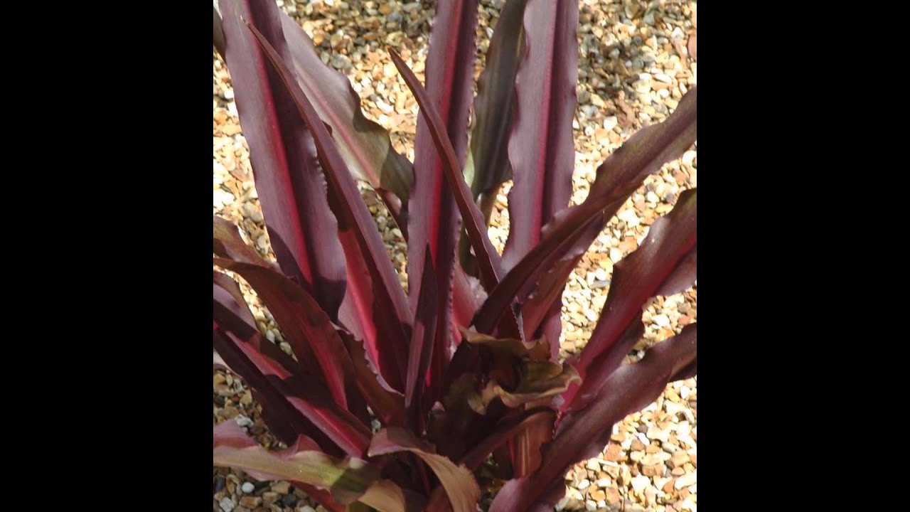 ЭВКОМИС (EUCOMIS) сем. Гиацинтовые