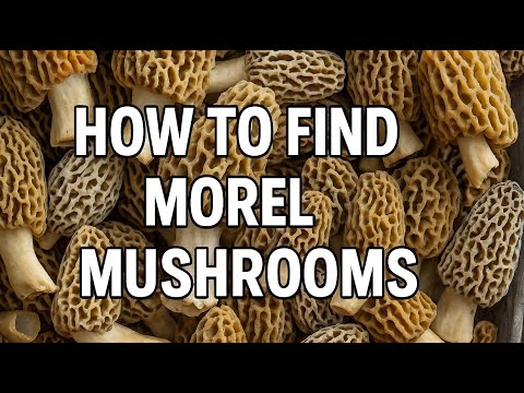 How to Find Morel Mushrooms: Tips, Tricks & Cooking Guide!