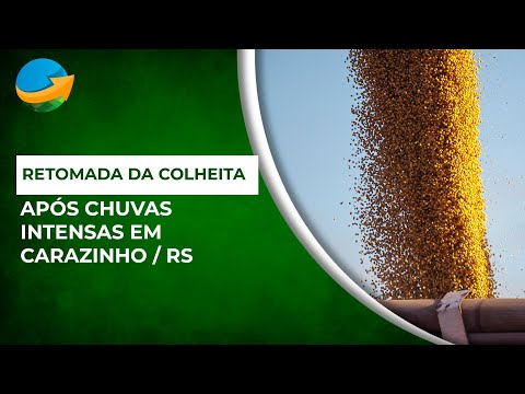 Após pausa na colheita por causa de chuvas intensas, produtores de Carazinho/RS voltam ao campo