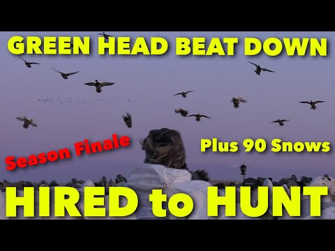 Greenhead and Snow Goose BEAT DOWN_Hired to Hunt Season 6: Hunting Limits of Ducks & Geese at Ongaro