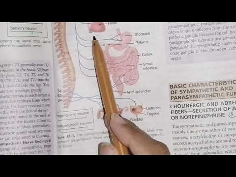 ANS, parasympathetic nervous system, part 3, neurotransmitters and their secretion, motorphysiology