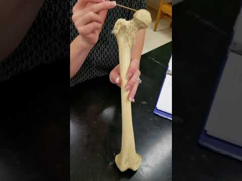 Lab Video Femur