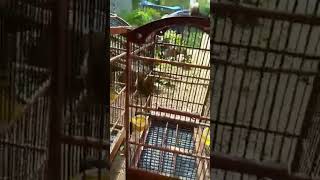 Download lagu CIGUN EMOSI NARUNG LAWAN #cigun #ciblekgununggacor #ciblekmania mp3