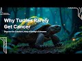Why Turtles Rarely Get Cancer Meet The Creature That Lives At The Extremes Of Biology