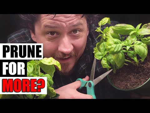 How To Grow Rosemary From Cuttings Two Ways BOTH Easy