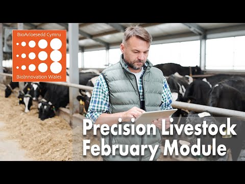 Precision Livestock- BioInnovation Wales