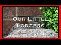Our Little Lodgers