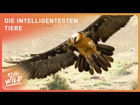 Tierische Genies: gefährlich durch Intelligenz