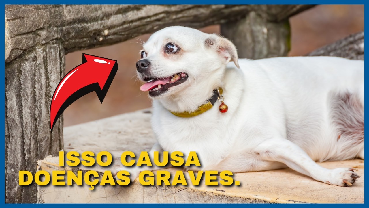 SILENT AND SERIOUS alteration that predisposes to VARIOUS DISEASES. Obesity in Dogs. Obesity in C...