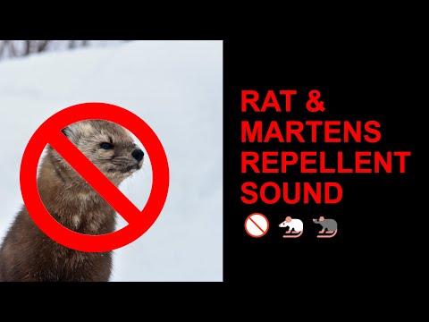 ⚠️ High Pitch Wall Penetration, Mouse, Rat, Mice Ultra Sounic Repellent Sound 10 HOURS ( WORKING! )