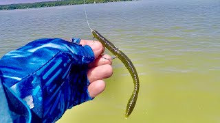 This Simple BAIT Catches Fish!