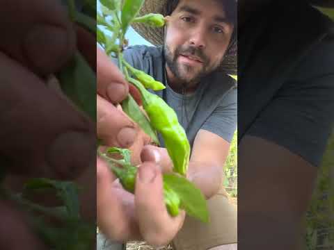 My FAVORITE Way To Eat Shishitos Peppers!