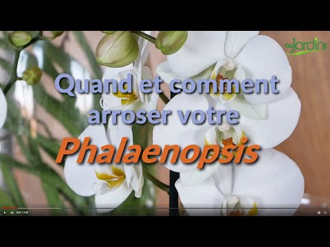 , title : 'Quand et comment arroser un phalaenopsis ? Pour maintenir longtemps cette orchidée en fleurs'