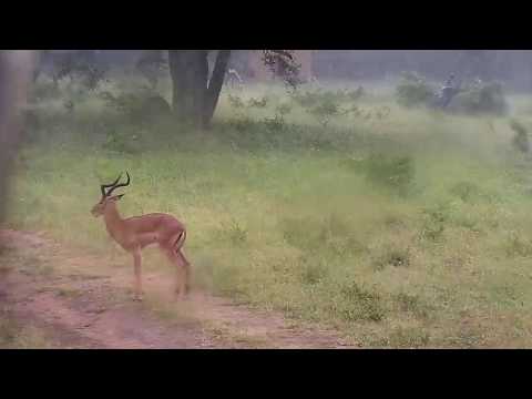 Djuma: Rain shower blows in - 13:55 - 02/09/2020