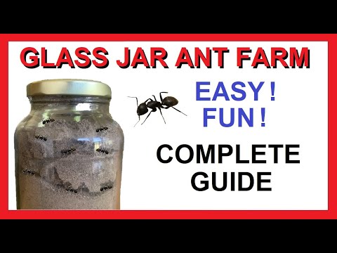 Easy Glass Jar Ant Farm - How to Make - Fun Easy Cheap Free - Complete Guide!