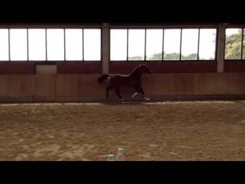 Balous Bellini x Cornet Obolensky x Pit