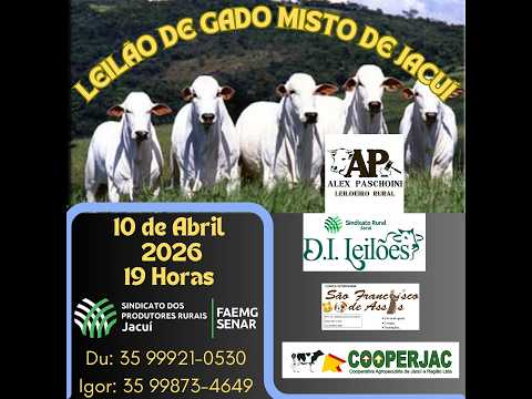 LEILÃO DE GADO SINDICATO DE JACUÍ. MG