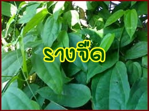 ยาเสพติดการแสดงความคิดเห็นเรี่ยวแรงชาย ความคิดเห็น Tribulus ความอ่อนแอ
