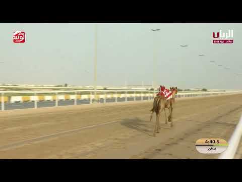 ش 8 (مرموق) لـ هجن أم الزبار 9:03:01  ، مهرجان ختامي الشحانية 2026/04/24 إيذاع