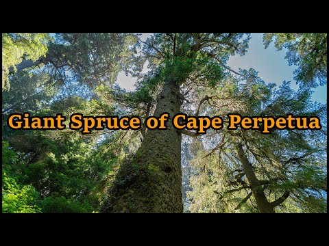 Giant Spruce Tree of Cape Perpetua