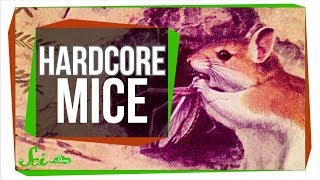 Hardcore Mice use Scorpion Venom as a Painkiller