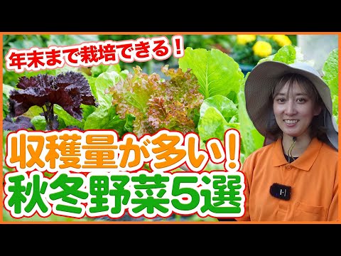  9月に植える野菜は何ですか？  庭園