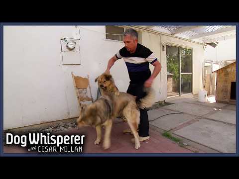 Cesar Millan Breaks Up Brutal Dog Fight! | Dog Whisperer With Cesar Millan