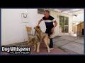 Cesar Millan Breaks Up Brutal Dog Fight Dog Whisperer With Cesar Millan
