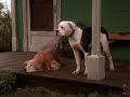 Homeward Bound The Incredible Journey 1993 Family Feelings