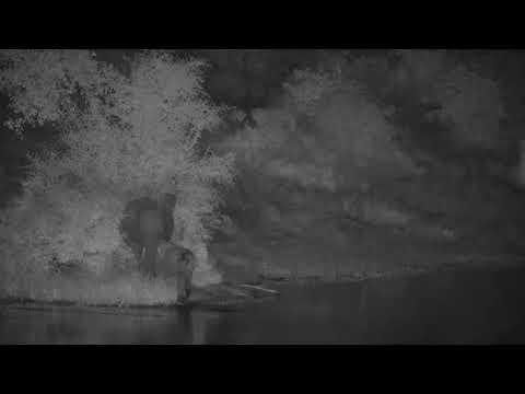Djuma: Two Elephants come for night time drink - 19:18 - 03/16/21