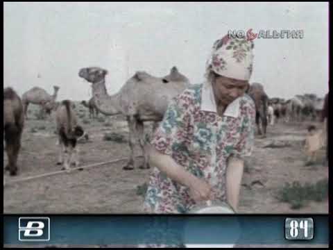 Казахстан. Специализированный верблюдоводческий совхоз “Жана-Жол” 15.08.1984
