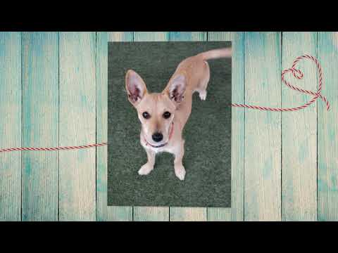 Bambi, an adopted Chihuahua & Terrier Mix in Pasadena, CA_image-1