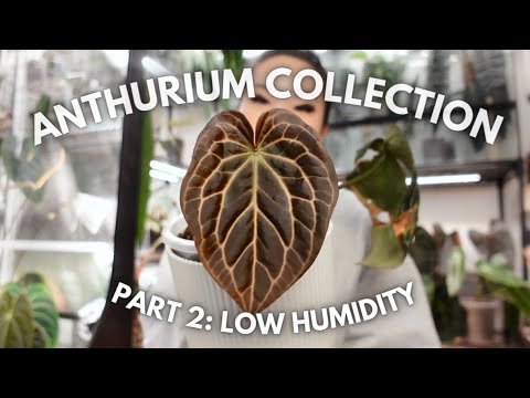 All of my anthuriums growing in ambient conditions! Anthurium collection PART 2