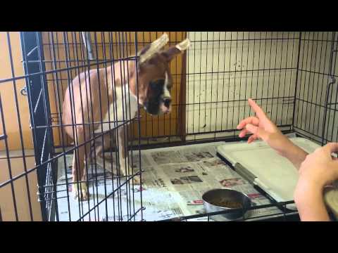 ボクサー犬のしつけ方