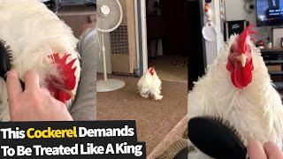 This Cockerel Demands To Be Brushed By His Owner