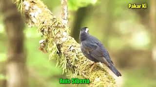 Download lagu Kicau Alam Anis Siberia mp3