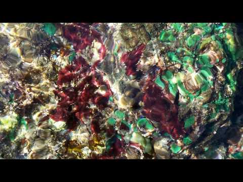 CORALS IN CANDIDASA, INDONESIA. Music: LUIS CAMINO & ABYA YALA, CD: MUSIKISTHAN.Song: UBUD JAZZ CAFE