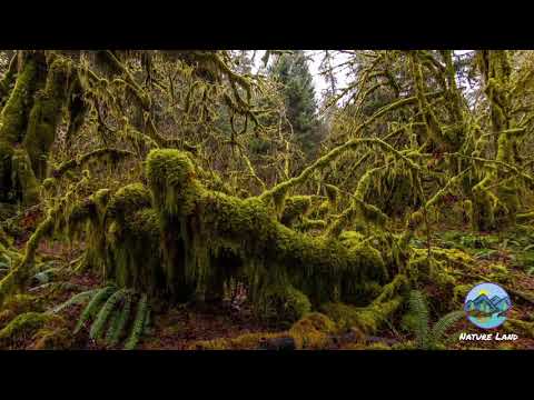 Nature Hoh Rain Forest Washington (4k video) Relaxing song