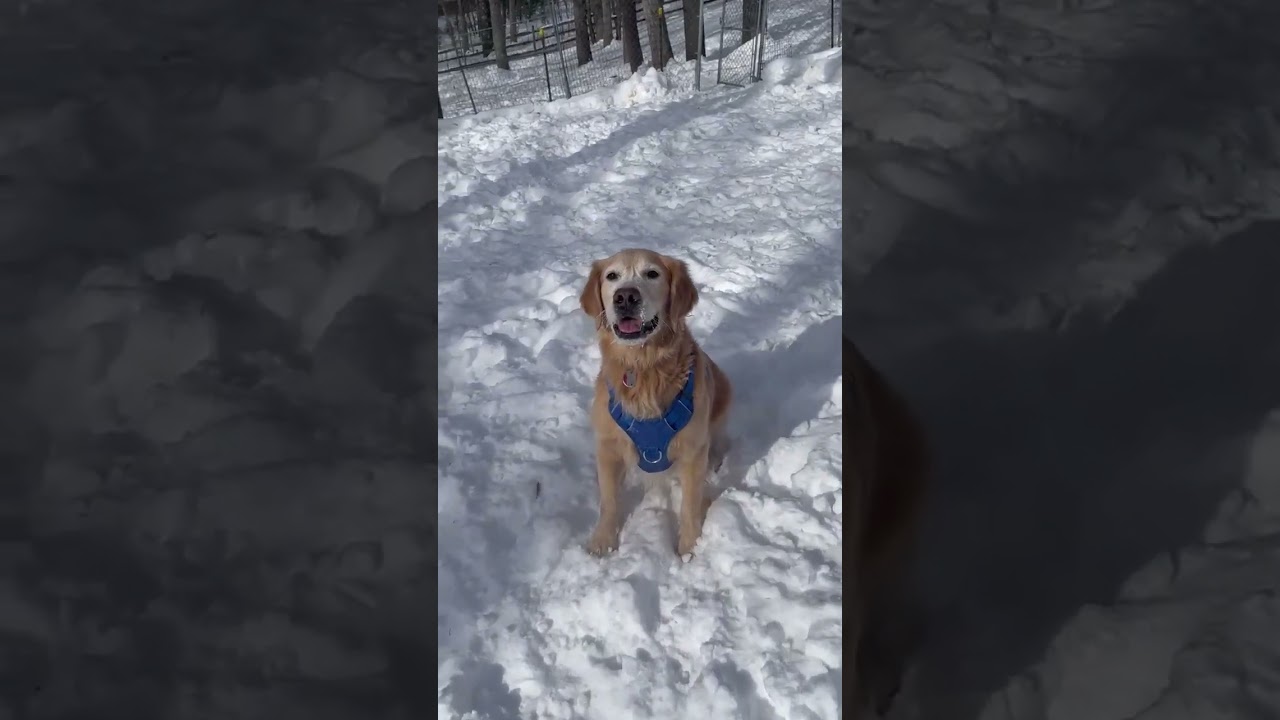 Enlarge Grahm, a ADOPTABLE Golden Retriever in Shippenville, PA video 6/6