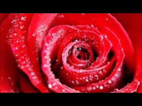 VII O HAILAMA PULETAU KILISIMASI 👍