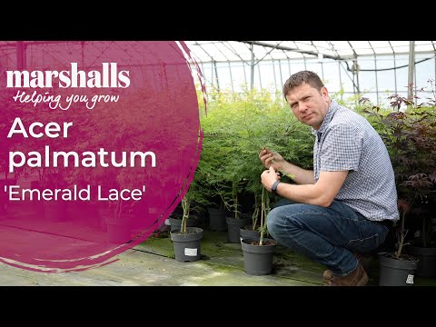 Acer palmatum 'Emerald Lace' 🍁 Graceful Japanese Maple — SOLD OUT | See Alternatives Below