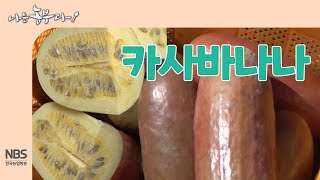 [나는농부다 272회] 카사바나나