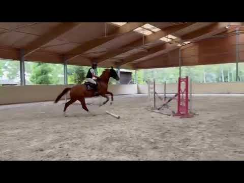 Chaclot x Kannan x Carthago geboren 2021