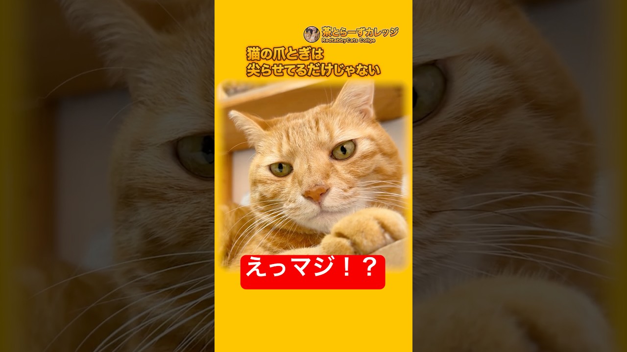 猫の爪とぎは尖らせてるだけじゃない #Shorts