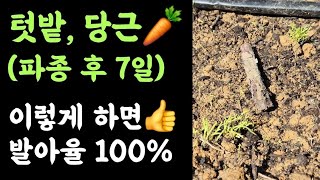 텃밭, 당근 ???? (파종후 7일) 이렇게 하면 발아율 100% ???? 