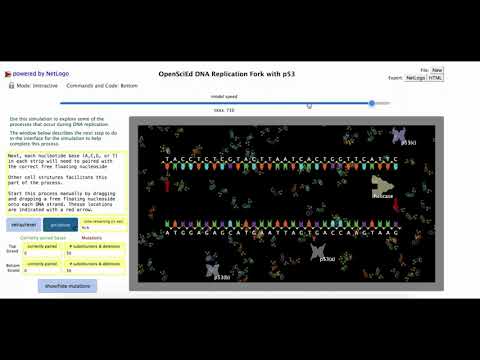 B.3 DNA Replication With p53
