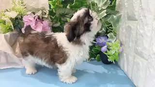 シーズーの動画01