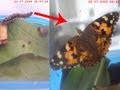 Превращение гусеницы в бабочку / Caterpillar transformation to butterfly ...