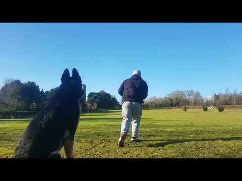 German Shepherd Kaizer's First 6 Days in less than 60 Seconds!