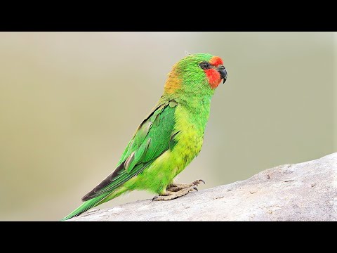10 Most Colorful Lorikeets on Planet Earth